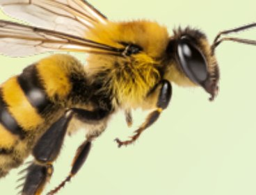 A honeybee, one of the insects of a Cincinnati summer
