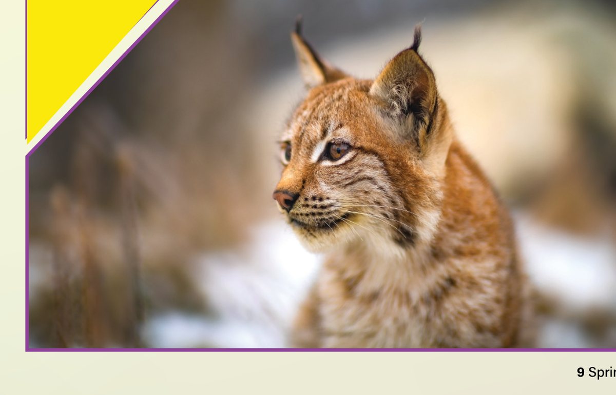 A bobcat in a natural Ohio woodland setting