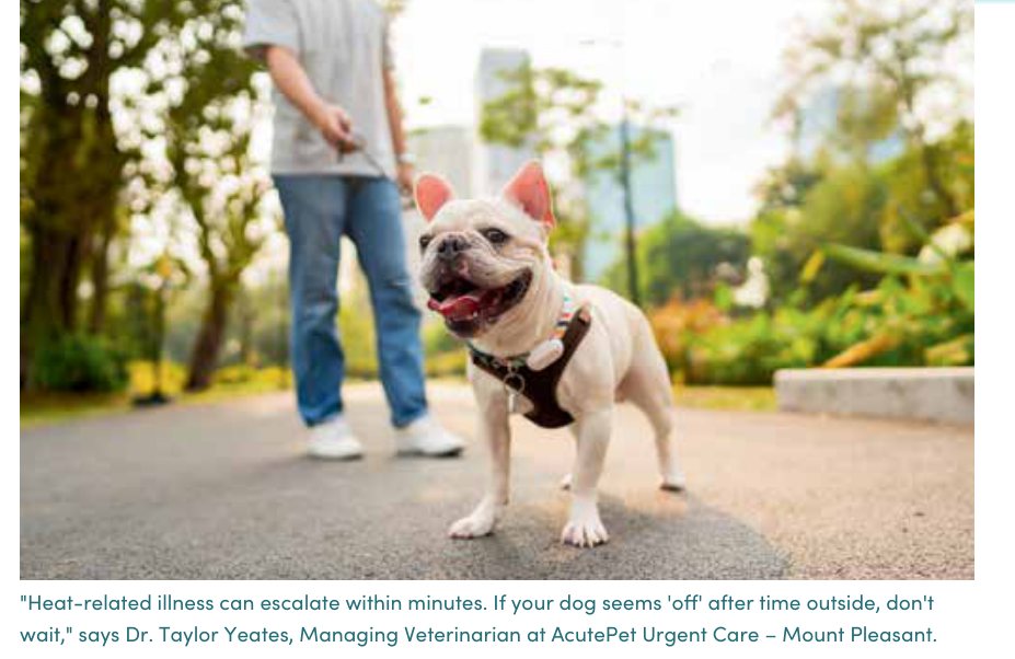 A French bulldog on a leash at a summer park