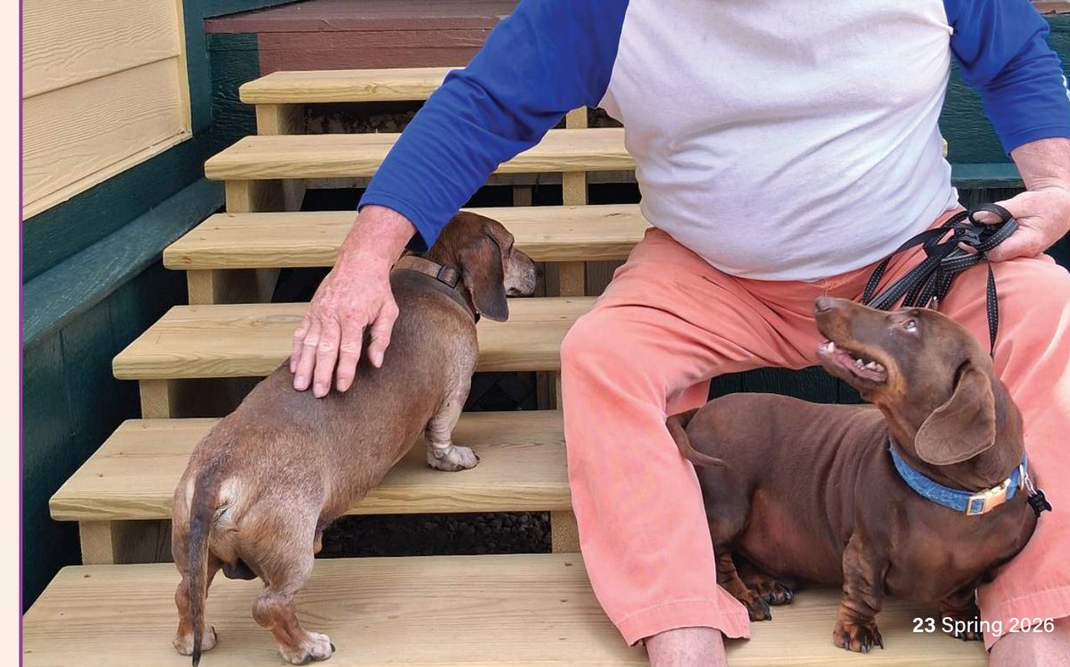 Miniature dachshunds Duke and Rudy with their owner on the back steps
