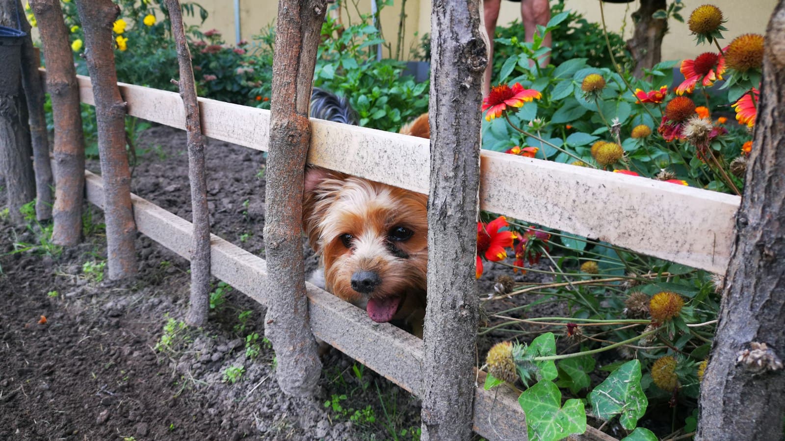 A small long-haired terrier pushing its head through the gap between wooden fence pickets in a backyard garden
