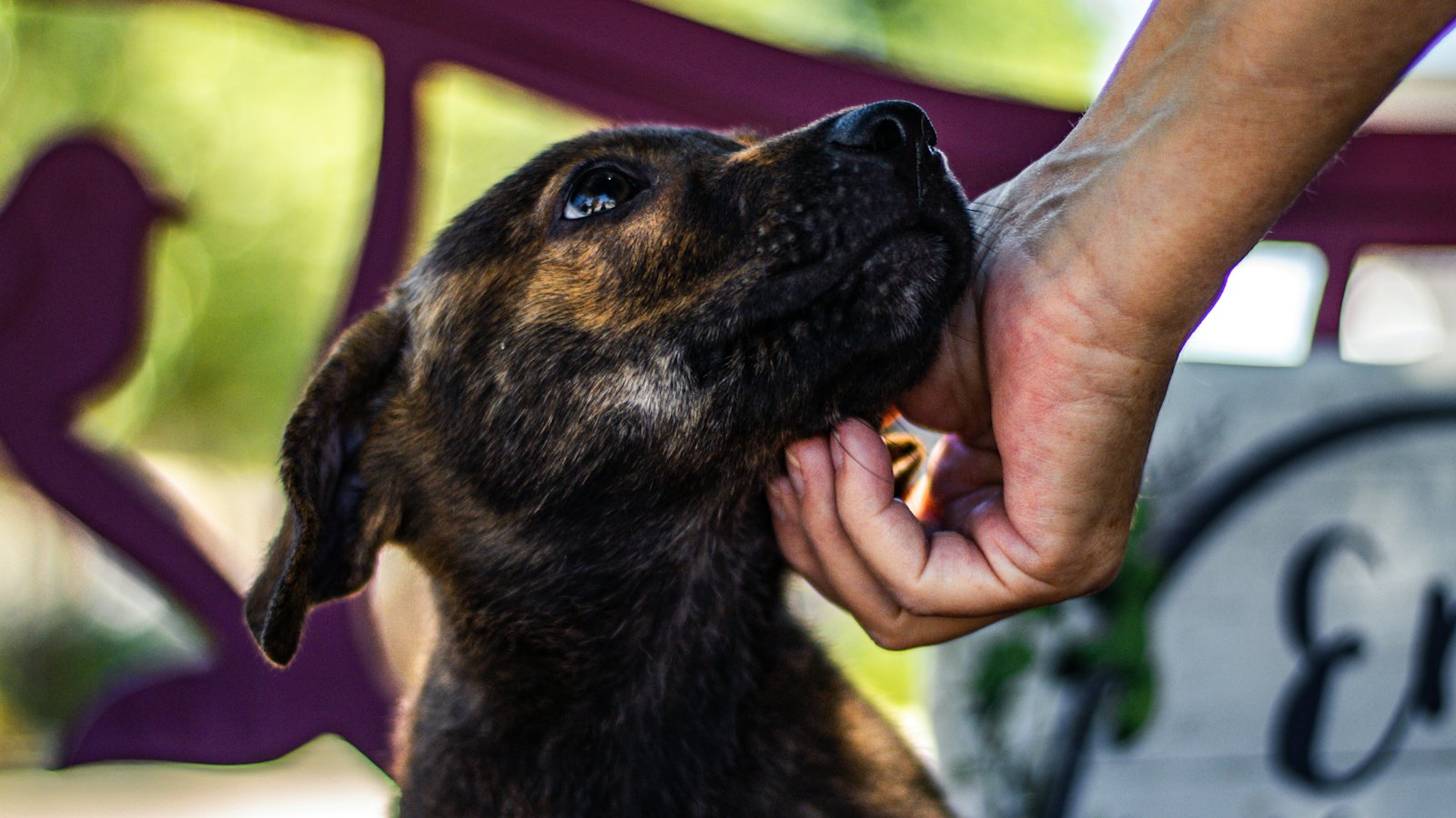 A young shepherd mix puppy at an animal shelter looks up while a visitor gently pets its chin