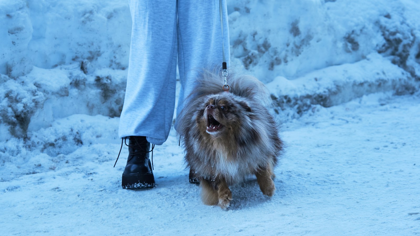 A small long-haired dog walks on packed snow beside its owner's boots on a treated city sidewalk