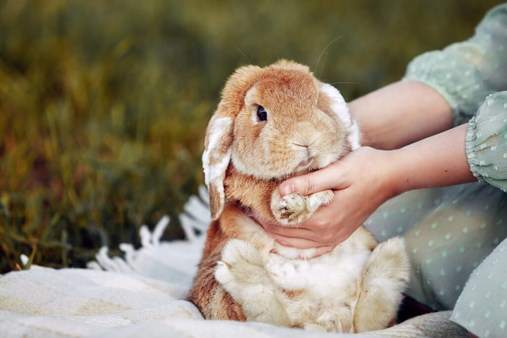 A brown rabbit sits in the grass in a clearing on a summer day. The rabbit is sitting in a basket. The girl's hands caress the rabbit.