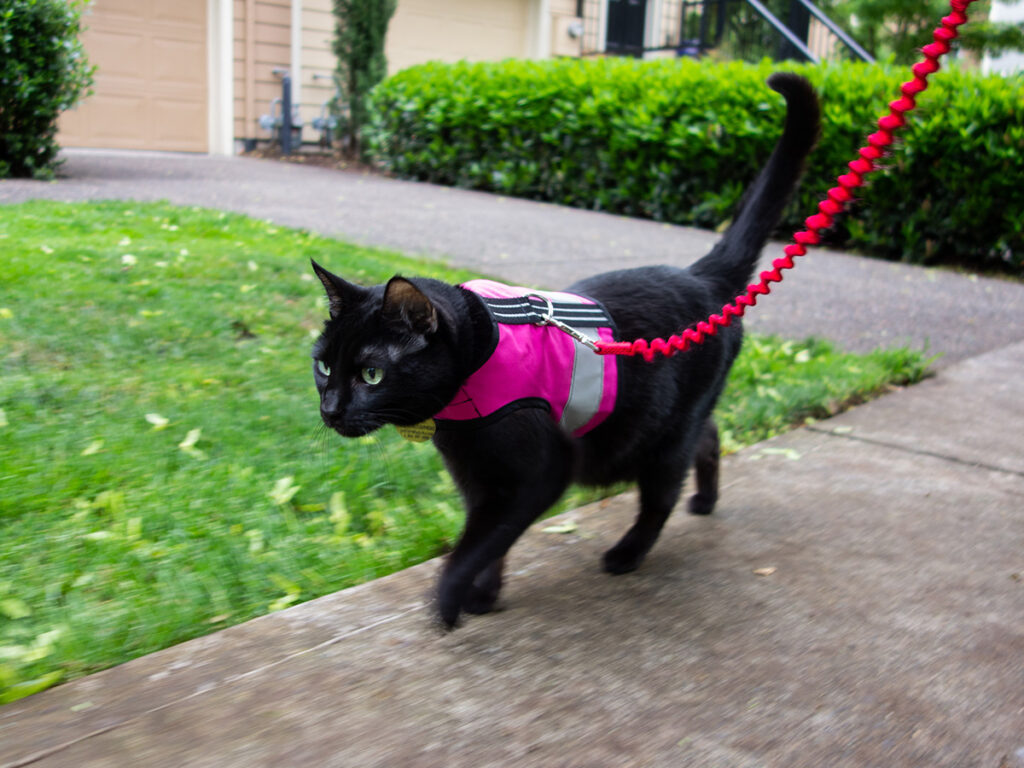 Cat exercising